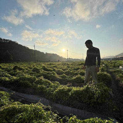 【HIRANO FARM】限定固定種  山の芋「冨丸」